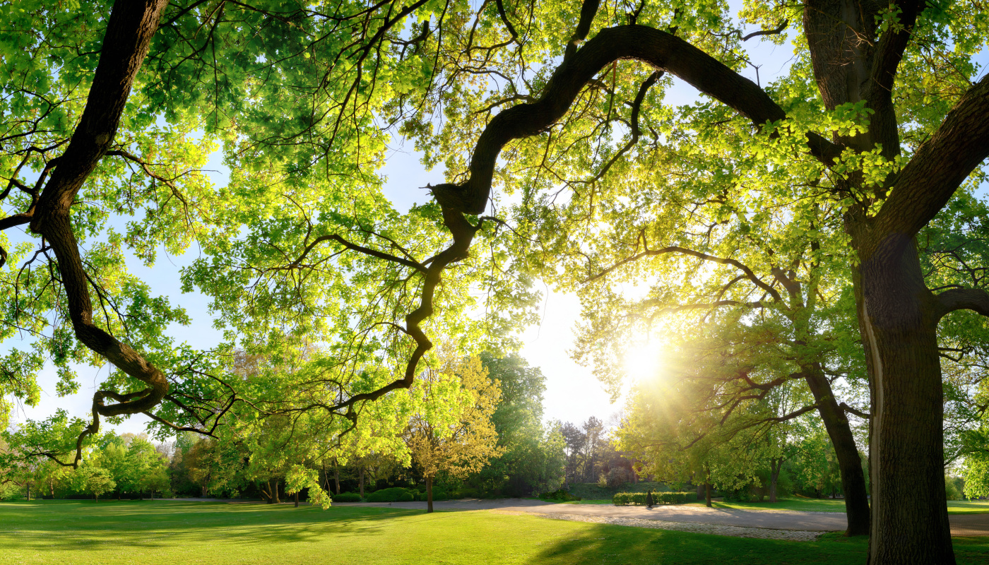 Die Sonne scheint in einem Park durch Bäume mit grünem Laub